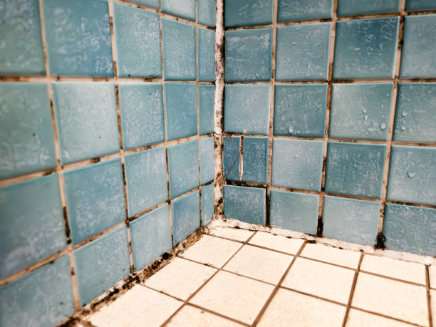 Best Mold-Related Health Consultation  in Terra Alta, WV