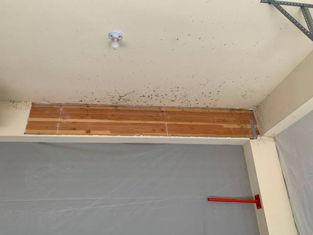 Environmental Consulting for Mold Prevention in Terra Alta, WV