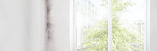 Best Mold Remediation for Vacation Homes  in Terra Alta, WV