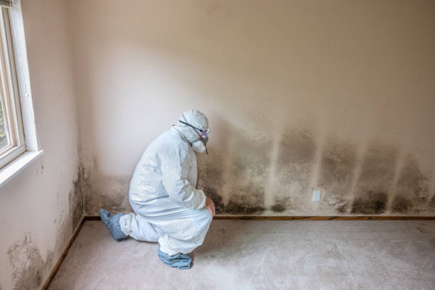 Best Attic Mold Removal  in Terra Alta, WV