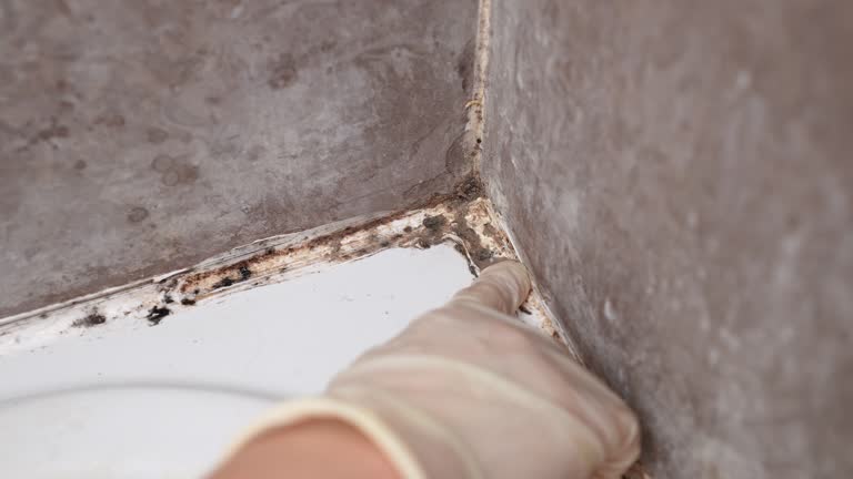 Best Air Quality Testing for Mold Spores  in Terra Alta, WV